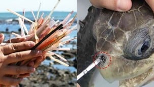 Palestras e cursos sobre Plásticos no Meio Ambiente