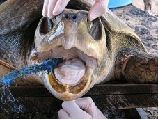 Palestras e cursos sobre Plásticos no Meio Ambiente — foto 2